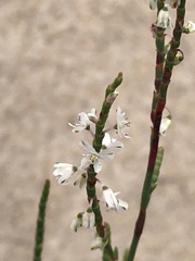 Polygonella articulata