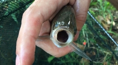 Scardinius hesperidicus