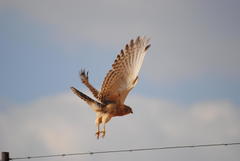 Falco rupicoloides