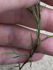 Polygonella articulata