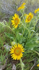 Balsamorhiza