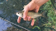 Scardinius hesperidicus