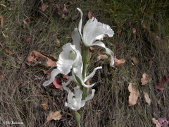 Chloraea crispa