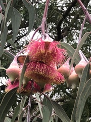 Eucalyptus caesia