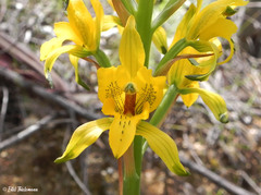 Chloraea gavilu