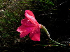 Gladiolus stefaniae