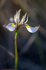 Moraea fergusoniae