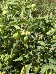 Physalis longifolia longifolia