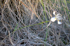 Moraea fergusoniae