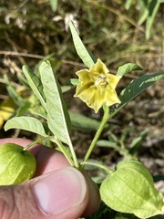 Physalis longifolia longifolia