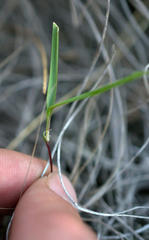 Moraea fergusoniae