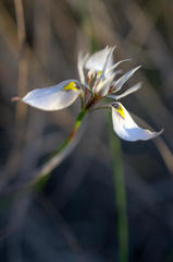 Moraea fergusoniae