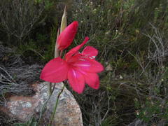 Gladiolus stefaniae