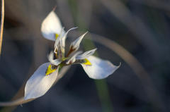 Moraea fergusoniae