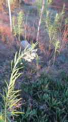 Gomphocarpus fruticosus fruticosus