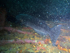 Pseudopercis semifasciata