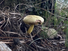 Pulveroboletus