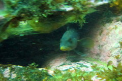 Pinguipes brasilianus