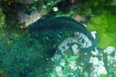 Pinguipes brasilianus