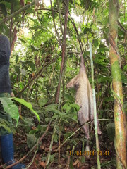 Atherurus africanus