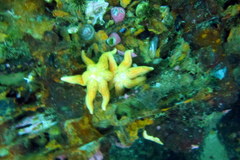 Allostichaster capensis