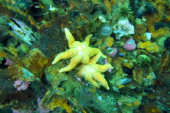 Allostichaster capensis