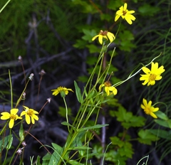 Arnica lanceolata