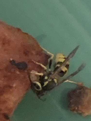 iNaturalist observation photo of Western Yellowjacket