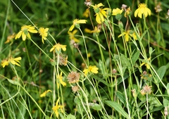Arnica lanceolata