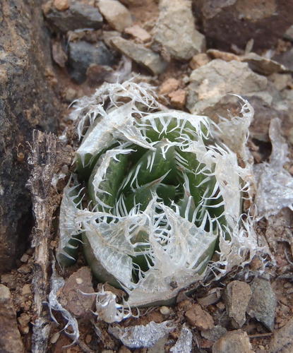 Haworthia decipiens