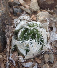Haworthia decipiens