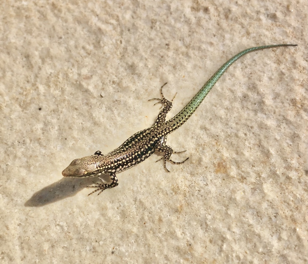 Geniez's Wall Lizard