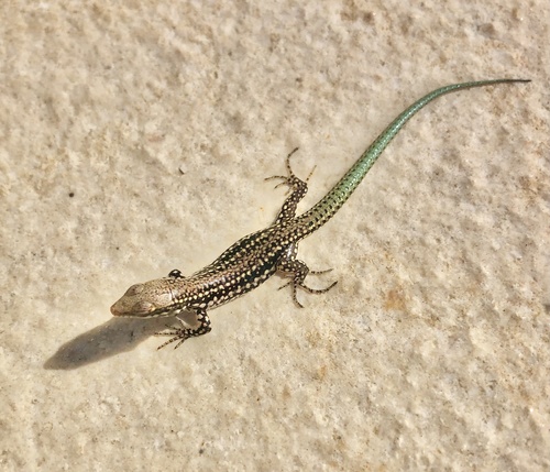 Green Iberian Wall Lizard