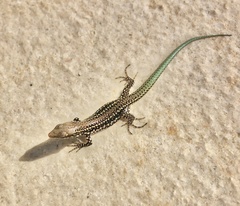 Geniez's Wall Lizard photo 1