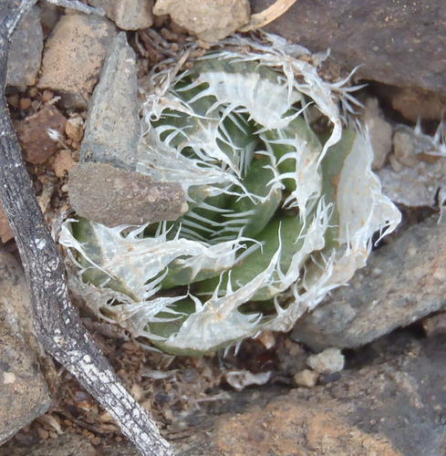 Haworthia decipiens