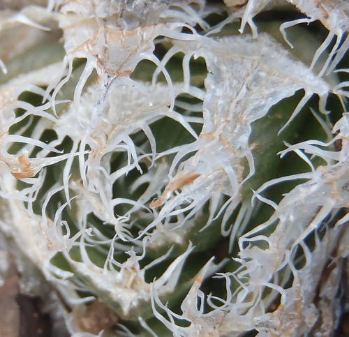 Haworthia decipiens