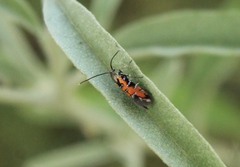 Neoheliodines hodgesi