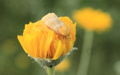 Schinia miniana
