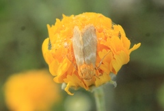 Schinia miniana