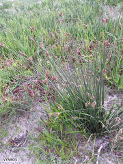 Hellmuthia membranacea