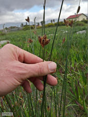 Hellmuthia membranacea