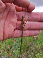 Hellmuthia membranacea