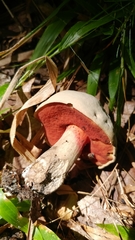 Caloboletus firmus
