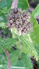 Achillea millefolium borealis