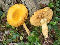 Cortinarius lewisii