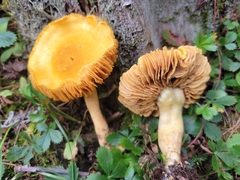 Cortinarius lewisii