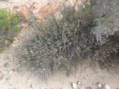 Phymaspermum appressum