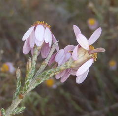 Phymaspermum appressum