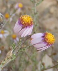 Phymaspermum appressum