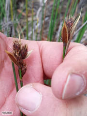 Hypodiscus alboaristatus